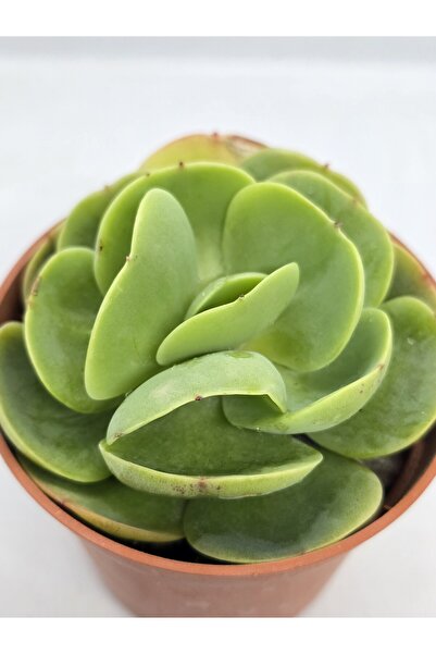 DOĞA BAHÇESİ Echeveria Peach Pride İthal Koleksiyonluk Tür Sukulent 8.5cm Sak...