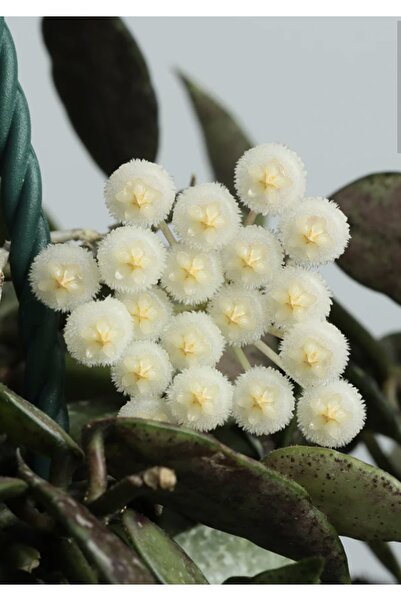 PLANT Hoya Lacunosa Perangin Durian Mum Çiçeği