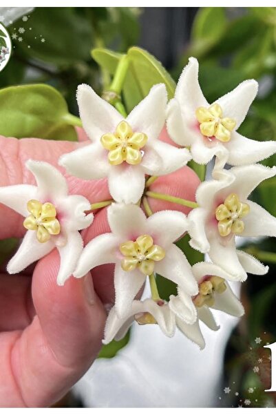 PLANT Hoya Carrii Ns13-064 Mum Çiçeği
