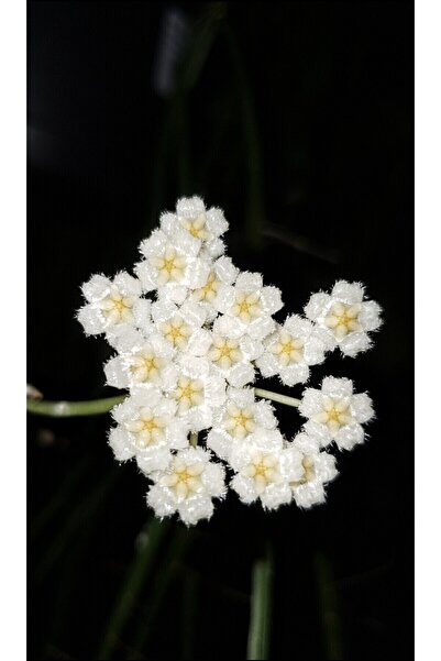 PLANT Hoya Krohniana Splash Mum Çiçeği