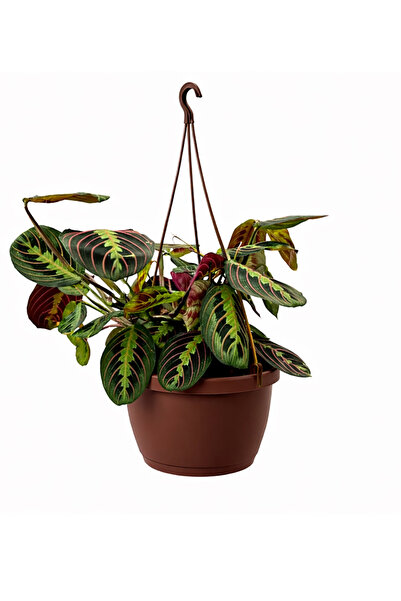 Ernaz Bitki Dünyası Calathea Maranta (Dua Çiçeği) Canlı Ev & Ofis İç Mekan Bi...