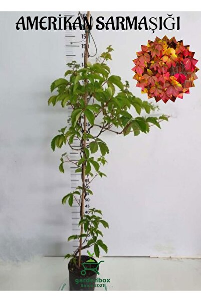 handanca Amerikan Sarmaşığı (Parthenocissus quinquefolia) Saksılı/Tüplü 45/70Cm
