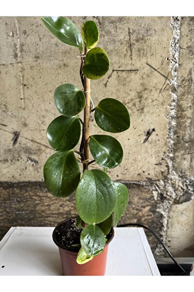 Fidan Peperomia Obtusifolia iç mekan bitkisi 1 adet