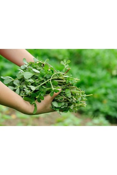 Bathurat Ragweed Seeds for Planting (20g) - Fast-Growing, Rich in Minerals, and Resistant to Harsh Weather Conditions.