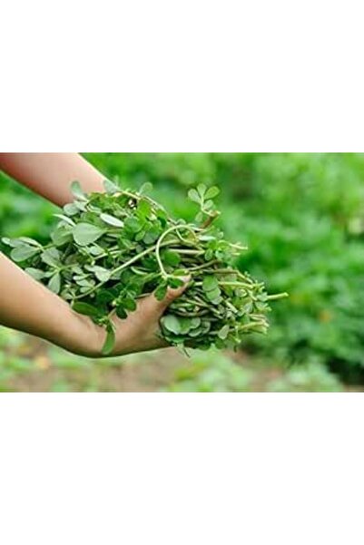 Bathurat Fast-Growing Rapeseed Seeds (250g) - Nutritious, Heat-Resistant Gras...