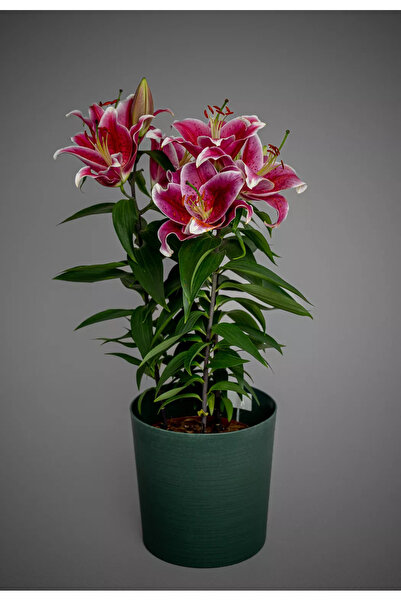 Empressco Lilyum Çiçeği Canlı Saksıda Lillium Zambak Bitkisi İthal 40-50 cm