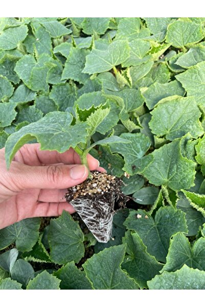 Kağan Fide Market Bol Verimli ve Dökümlü Badem Salatalık ( Hıyar ) Fidesi 6 Adet