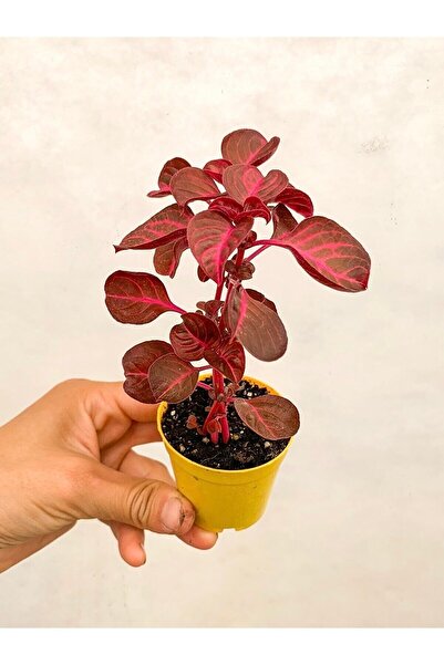 handanca Çingene Şalvarı Bitkisi Iresine Herbstii 5.5 Cm Saksıda