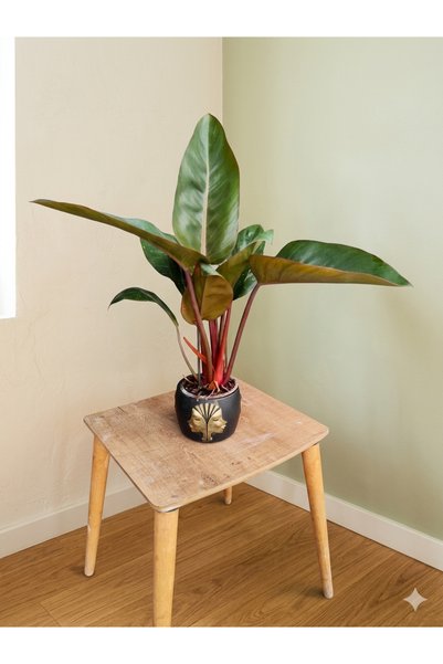 Yades Altın Detaylı Yüz Tasarım Saksıda Philodendron Imperial Red - 60 cm Mod...