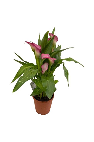 Mimoza Bitki Market Gala Gelin Çiçeği Pembe 15-25 cm