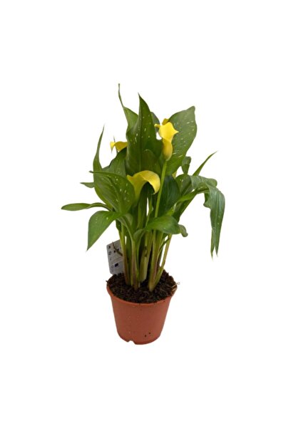 Mimoza Bitki Market Gelin Çiçeği Gala Çiçeği Sarı 15-25 cm