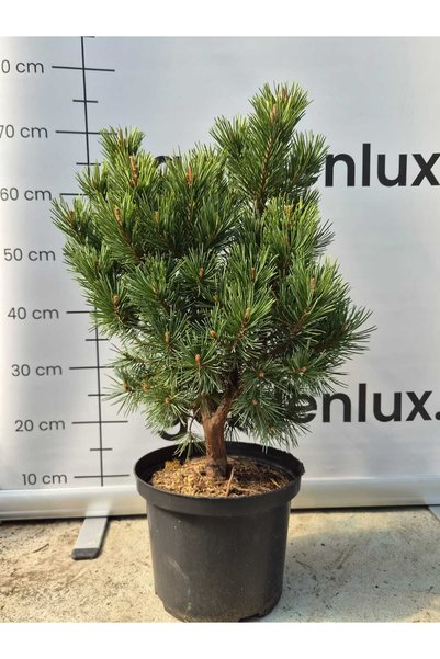 GARDENLUX Pinus Sylvestris Watereri c5 50cm