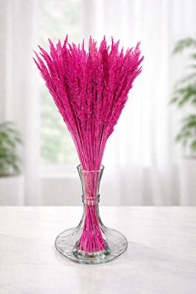 ÇINARASYADAHOME Mini Pampas Otu 30 Dal 50 cm Fuşya Renk Kuru Çiçek Demeti Dek...
