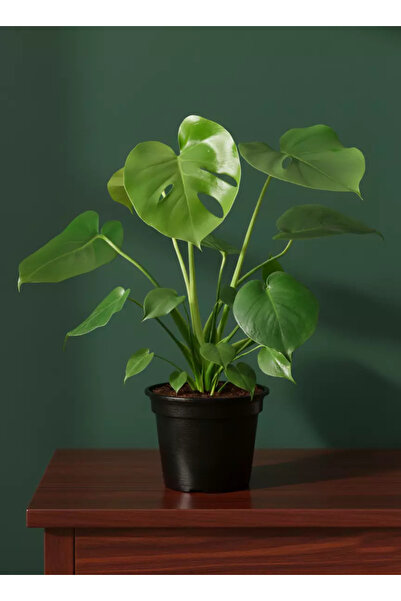 Generic Monstera Deliciosa - 40cm - 50cm