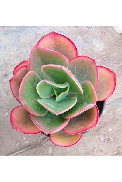 SukuLand Echeveria Pallida Kore ithal özel tür sukulent 5,5cm saksıda