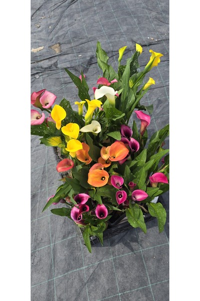 Bulbi și Plante ΜΙΞ ΚΑΛΛΑ - 5 ΒΟΛΒΟΙ