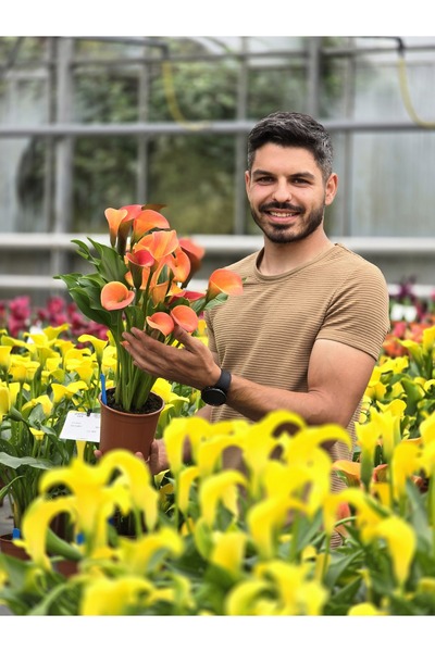 Bulbi și Plante Κάλλα Πορτοκαλί Υπερηφάνεια - 1 Βολβός