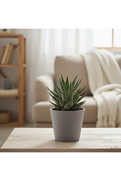 Generic Haworthia Wide Zebra