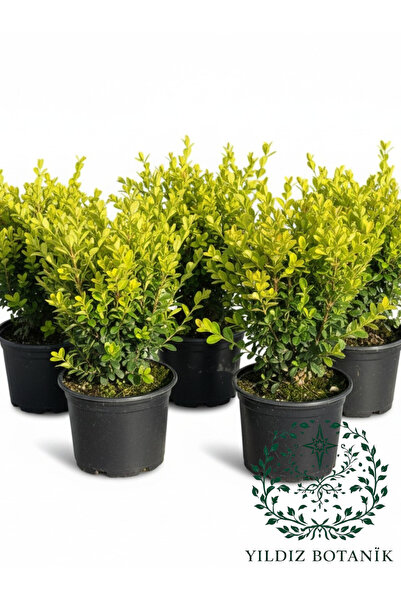 YILDIZ BOTANİK 10 Adet Şimşir Fidanı – Hızlı Büyüyen İthal Şimşir Buxus Rotun...
