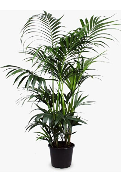 Salon Bitkisi Kentia Howea 180 CM