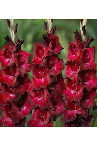 TohumBul Bizet Gladiolus Glayör Çiçeği Soğanı (2 Adet)