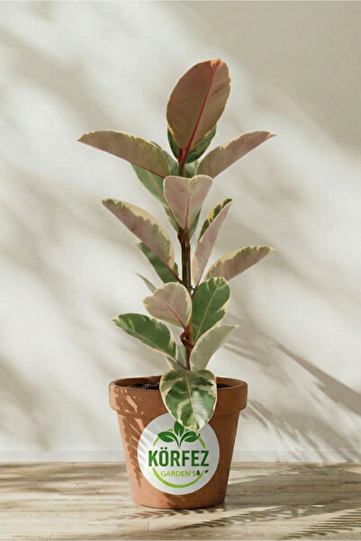 Rubber Flower Alaca Color 75-80cm. Single Root Home Office Living Room Plant