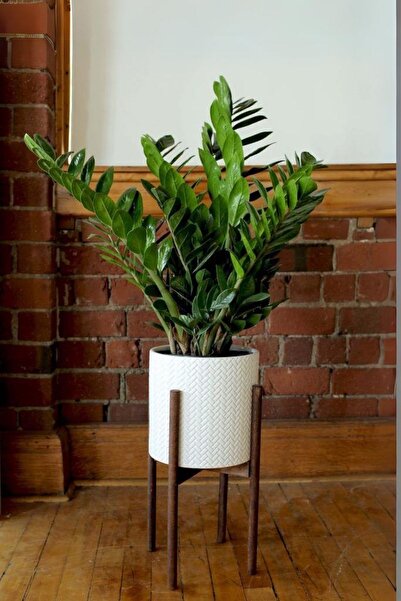 Garden Online Zamioculcas Zamiifolia - Zamia Zeze Dolgun Form Canlı Salon Bitkisi Bol Yapraklı Hediye Paketli
