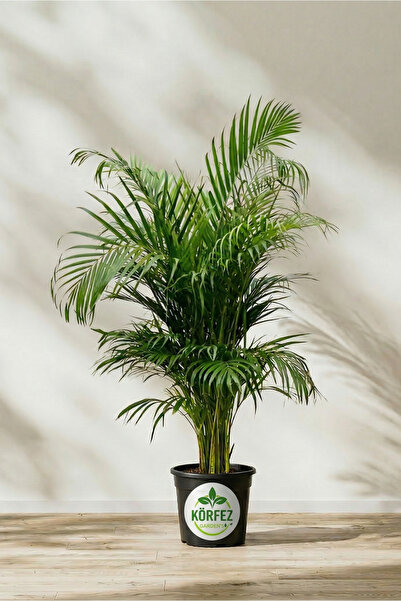 Areca Palm - Areca Palm 90-100 Cm