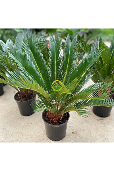 FİDAN SEPETİM Sikas Bitkisi 'Cycas Revoluta'