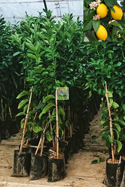 2 Yaş Aşılı 7 Veren(Yediveren) Mayer Limon Fidanı