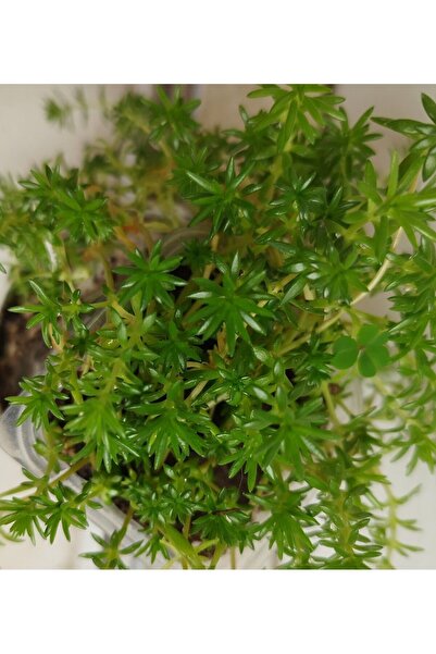 Genel Markalar Sarı Sedum Lineare Tuhumb Sukulent