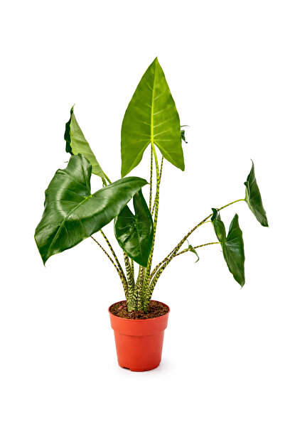 ERNAZ Alocasia Zebrina (Fil Kulağı) Canlı İç Mekan Bitkisi