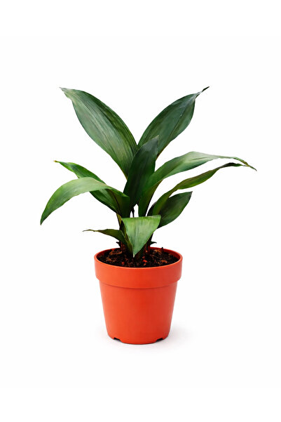 ERNAZ Aspidistra Elatior – Salon Yaprağı (60 cm Boy) Canlı Ev & Ofis İç Mekan...