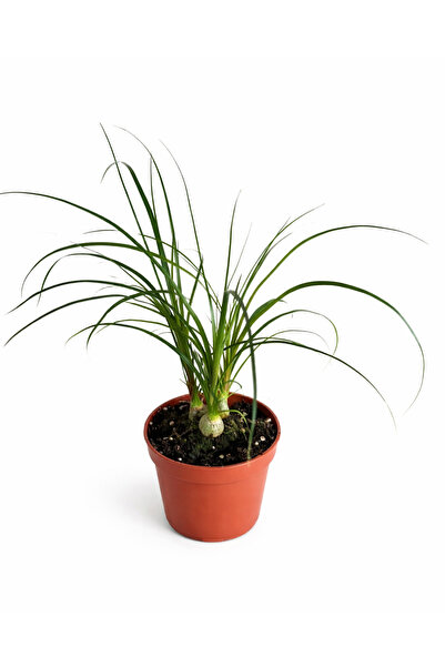 Ernaz Bitki Dünyası Nolina (Ponytail Palm – Fil Ayağı Bitkisi) | 13 cm Saksı ...