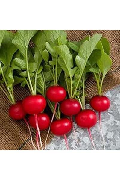 Bathurat Red Cherry Fig Seeds (3.5g) - Approximately 200 Seeds, Fast-Growing ...