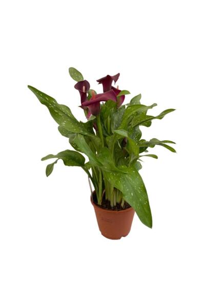 Mimoza Bitki Market Gala Gelin Çiçeği Kırmızı 15-25 cm