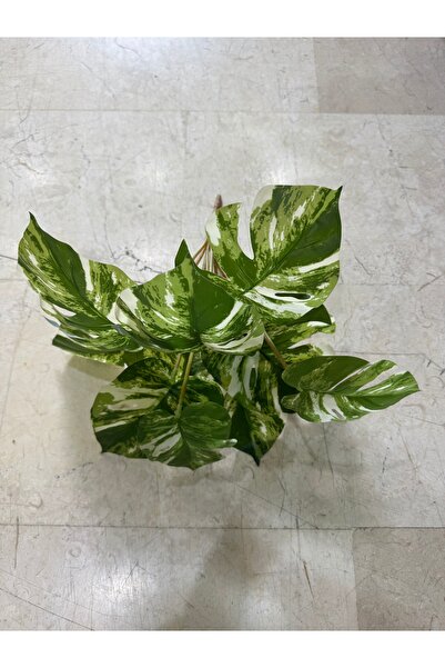 Yapay Çiçek Küçğk Bitki Deve Tabani(monstera) Yeşil-Beyaz