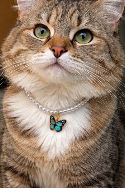 HALHALMILL Butterfly and pearl design cat necklace
