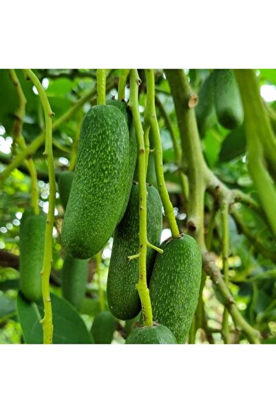 Bebek Avokado 1kg