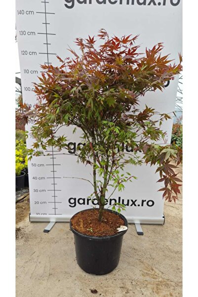 GARDENLUX Acer palmatum Atropurpureum 100cm
