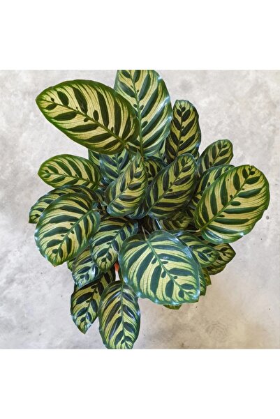 SUKULENTİSTANBUL Calathea Makoyana Dua Çiçeği-üretim Saksılı