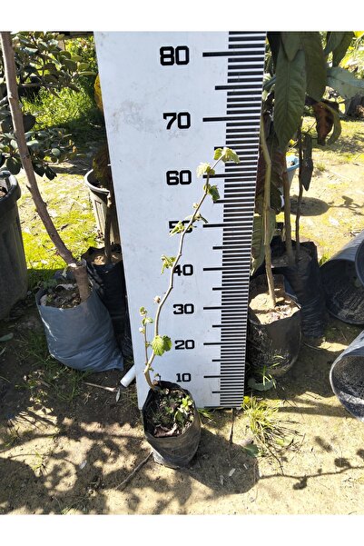 DOĞUKAN YILMAZ ŞENGÜL 1 yaşında fındık fidanı tüplü 60cm