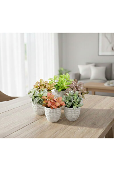 Generic Fittonia 1pc