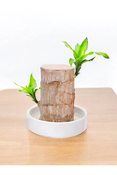 Generic Mini Brazilian Lucky Wood