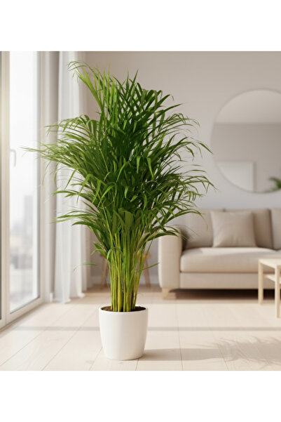 Generic Areca Palm Holland - 120cm