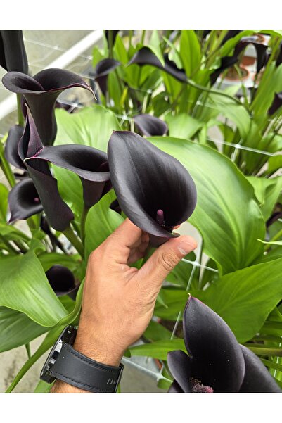 Bulbi și Plante Κάλλα Έσκειπ - 1 βολβός