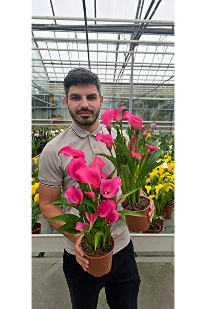 Bulbi și Plante ΚΑΛΛΑ ΖΑΖΟΥ - 1 βολβός