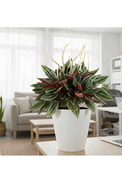 Generic Peperomia Rosso Mini