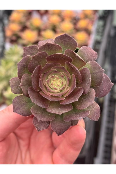 SukuLand Aeonium Hallowen Kore ithal özel tür sukulent 5,5cm saksıda