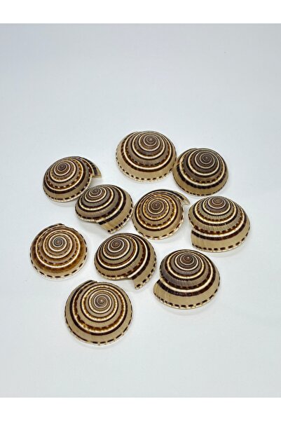 gemsartdeco SPİRAL KABUK 1 ADET